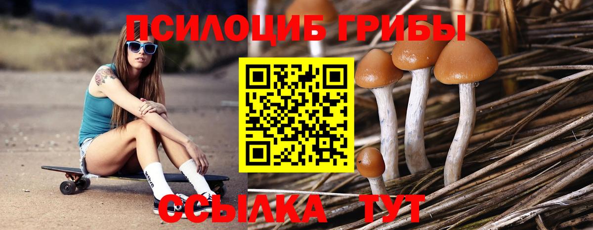 Тулун  Галлюциногенные грибы мицелий  Вход с VPN  Псилоцибиновые грибы Cubensis 